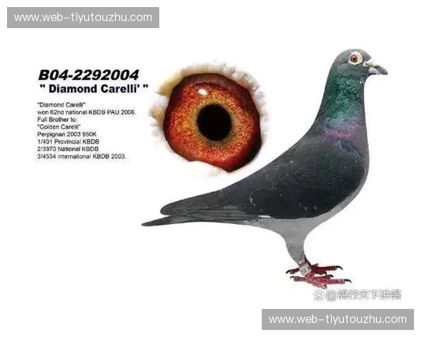 欧洲杯2024抽签:命运之夜,谁将书写新的传奇?